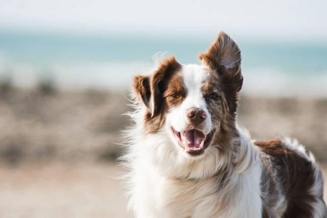 Jenis Anjing Dengan Ukuran Yang Besar