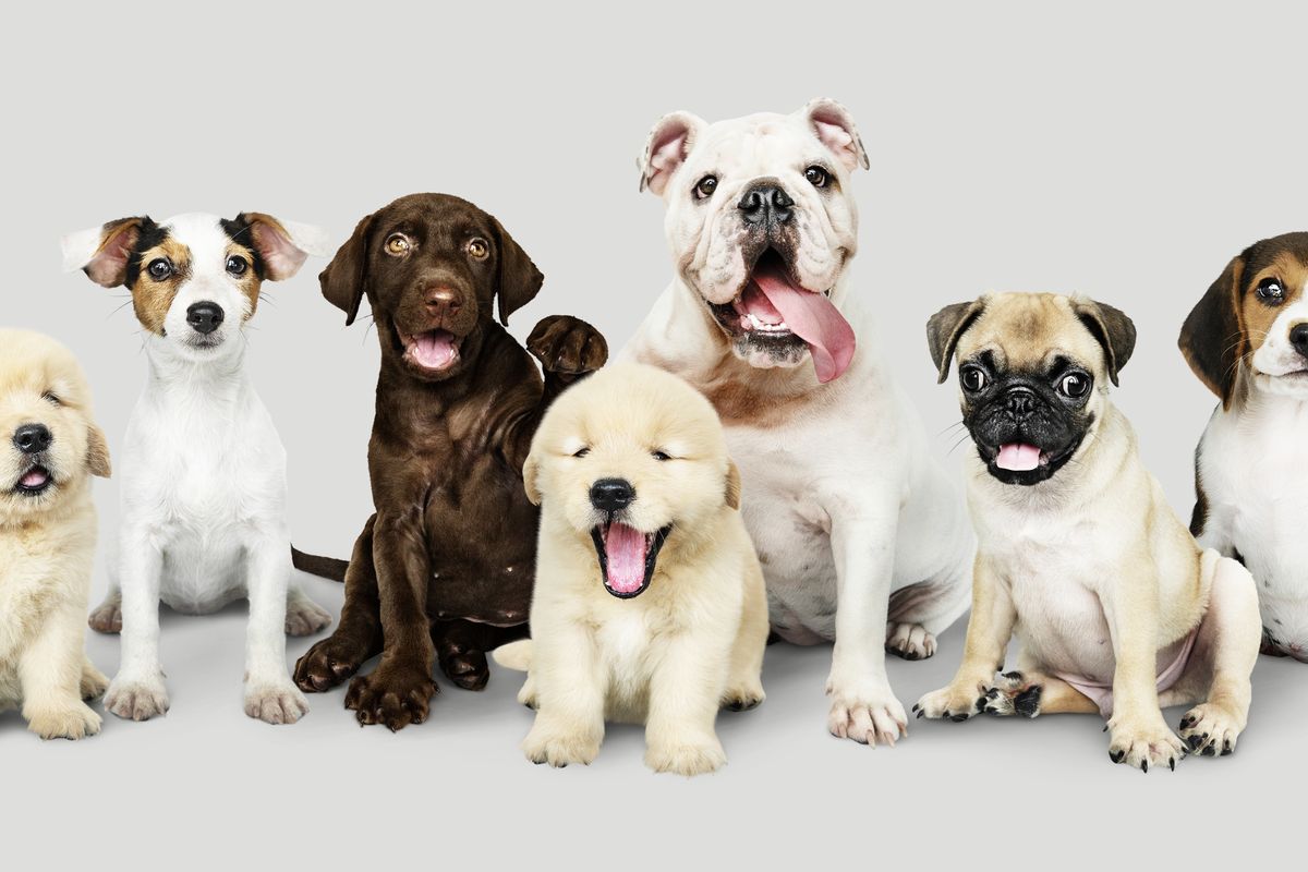 Mengenal Bahasa Tubuh Anjing