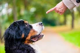 Hewan Anjing Peliharaan