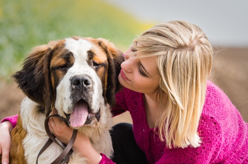 Saint Bernard